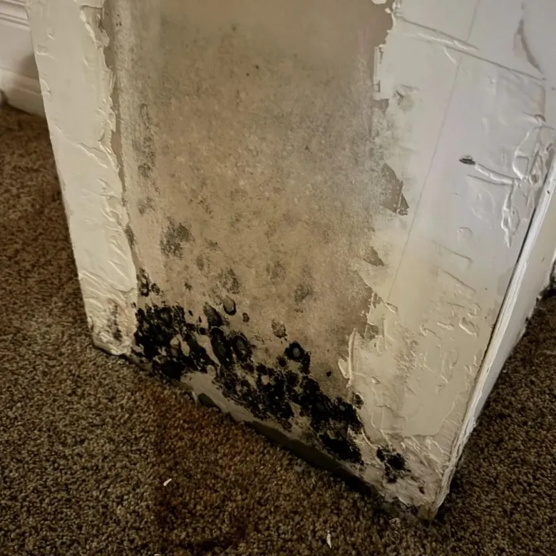 Professional Mold Removal in Mayodan, NC